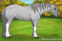 Horse Color:Blue Roan Tobiano Varnish 