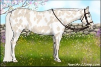 Horse Color:Cremello Appaloosa 