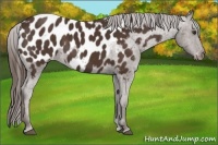 Horse Color:Liver Chestnut Near Leopard 