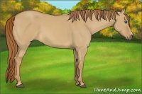 Horse Color:Red Dun Frame 