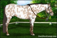 Horse Color:Sable Champagne Roan Near Leopard