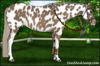 Horse Color:Chocolate Palomino Near Leopard 