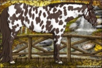 Horse Color:Liver Chestnut Near Leopard 