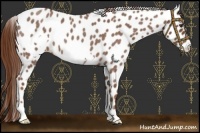 Horse Color:Red Roan Frame Appaloosa 