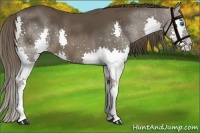 Horse Color:Liver Chestnut Splash 