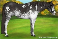 Horse Color:White Spotted Liver Chestnut 