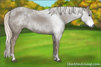 Horse Color:Gray Chestnut 