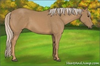 Horse Color:Palomino 