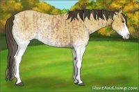Horse Color:White Spotted Buckskin Roan Splash and White Spotted Buckskin Roan Splash