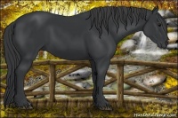 Horse Color:Black 