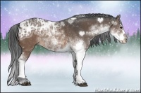 Horse Color:Buckskin Ice Sabino Rabicano 