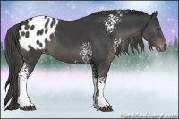 Horse Color:White Spotted Smoky Black Appaloosa 