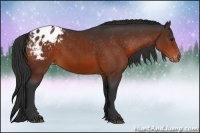 Horse Color:Brown Appaloosa