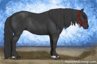 Horse Color:Black Rabicano