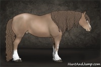 Horse Color:White Spotted Black Pearl Rabicano