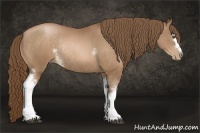 Horse Color:White Spotted Brown Pearl Rabicano 