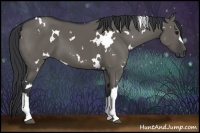 Horse Color:White Spotted Grullo 