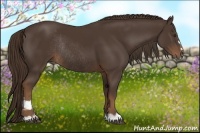Horse Color:Liver Chestnut Sabino Rabicano