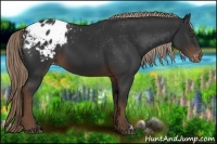 Horse Color:Liver Chestnut Appaloosa