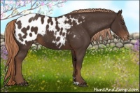 Horse Color:Liver Chestnut Appaloosa