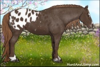 Horse Color:Liver Chestnut Sabino Appaloosa 