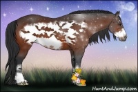 Horse Color:Bay Sabino Frame