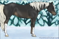 Horse Color:Liver Chestnut 