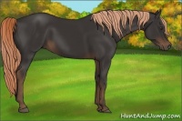 Horse Color:Liver Chestnut 