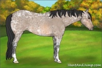 Horse Color:Buckskin Ice Roan