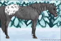 Horse Color:Black Appaloosa