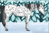 Horse Color:Black Appaloosa