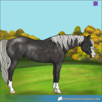 Horse Color:Liver Chestnut Mushroom Rabicano