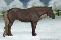 Horse Color:Liver Chestnut 
