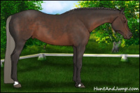 Horse Color:Liver Chestnut Mushroom 