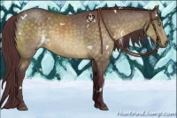 Horse Color:White Spotted Chocolate Buckskin Sabino Rabicano