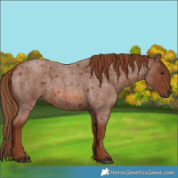 Horse Color:Red Roan 