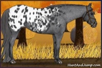 Horse Color:Black Appaloosa Rabicano 