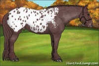 Horse Color:Chocolate Black Appaloosa