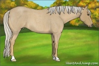 Horse Color:Palomino Roan 