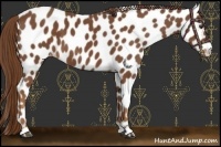 Horse Color:Chestnut Appaloosa