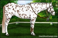 Horse Color:Chestnut Appaloosa