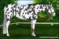 Horse Color:Black Splash Near Leopard 
