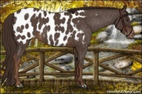 Horse Color:Liver Red Roan Appaloosa 