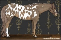Horse Color:Chocolate Palomino Appaloosa 
