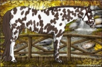 Horse Color:Liver Chestnut Near Leopard 