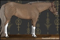 Horse Color:Chocolate Palomino 