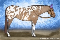 Horse Color:Bay Dun Tobiano Appaloosa 