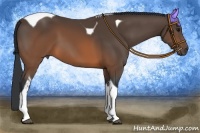 Horse Color:Brown Tobiano