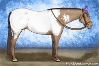 Horse Color:Sable Champagne Sabino Appaloosa 