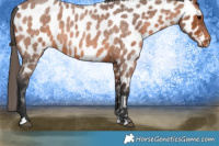 Horse Color:Brown Roan Appaloosa 